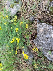 Hippocrepis comosa
