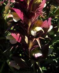 Acanthus syriacus