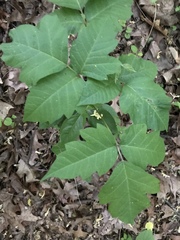 Toxicodendron pubescens