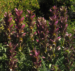 Acanthus syriacus