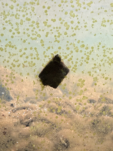 iNaturalist observation photo of Caddisflies