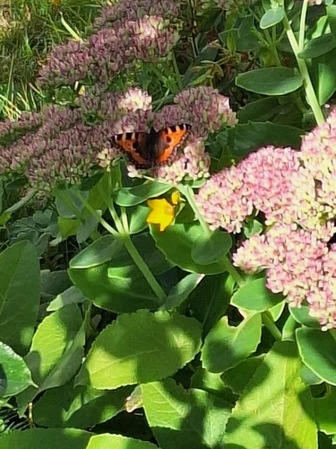 Small Tortoiseshell