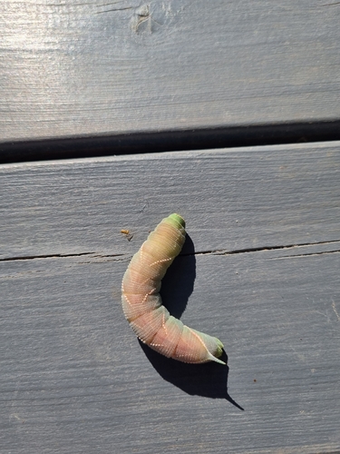 Oak Hawkmoth