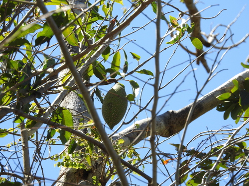 Landolphia myrtifolia, 2026-08-30
