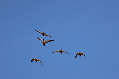 iNaturalist: (c) ariellebh, some rights reserved (CC BY-NC), uploaded by ariellebh iNaturalist image