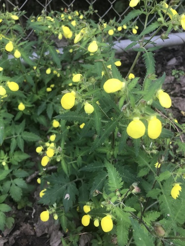 Calceolaria tripartita, photograph 5