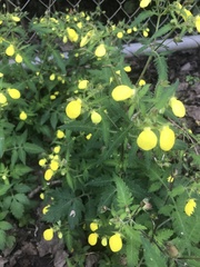 Calceolaria tripartita, photograph (c) Stephen Hartley, some rights reserved (CC BY)