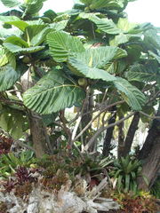 Ficus dammaropsis