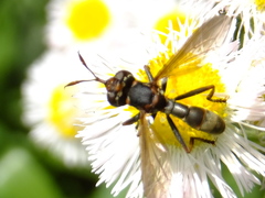 Conopidae