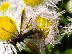 Conopidae