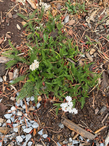 iNaturalist observation photo of common yarrow
