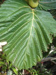 Ficus dammaropsis