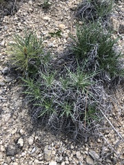 Ptilostemon echinocephalus