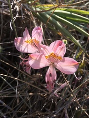 Alstroemeria hookeri hookeri