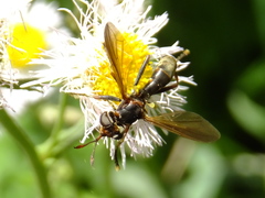 Conopidae