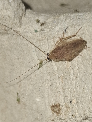 Tawny Cockroach