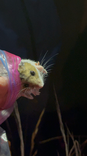 iNaturalist observation photo of North American Deer Mice