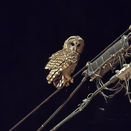 Barred Owl
