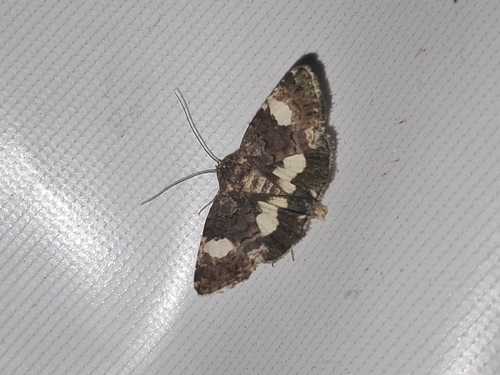 Four-spotted Moth