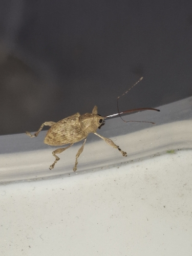 Chestnut Weevil