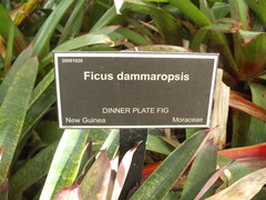 Ficus dammaropsis