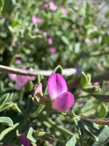 austral trefoil
