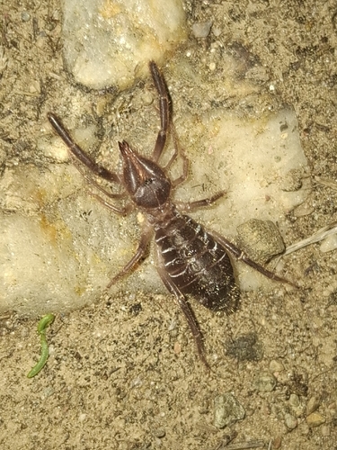 Iberian Solifugid
