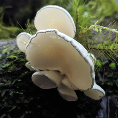 Gloeoporus phlebophorus