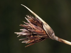 (c) Joss Carr, some rights reserved (CC BY) Schoenus nigricans, photograph (c) Joss Carr, some rights reserved (CC BY)