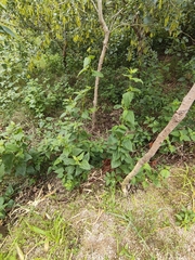 Chromolaena odorata, photograph (c) P Jeganathan, some rights reserved (CC BY)