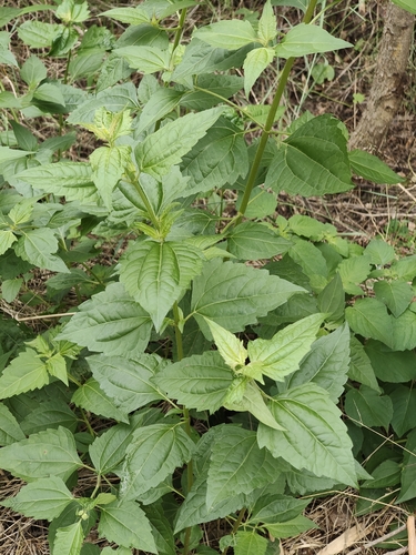 Chromolaena odorata, photograph 4