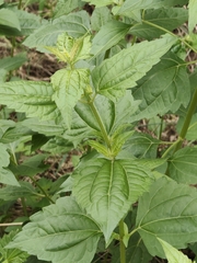 Chromolaena odorata, photograph (c) P Jeganathan, some rights reserved (CC BY)