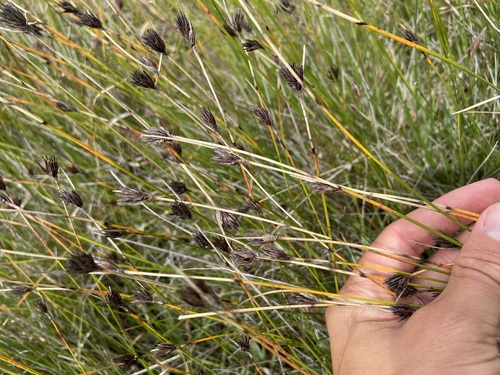 Schoenus nigricans, photograph 6