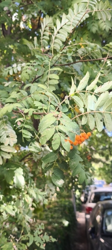 European mountain ash