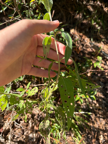 Helianthus resinosus, photograph 5