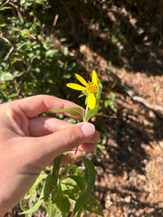 author not stated, no rights reserved Helianthus resinosus, photograph author not stated, no rights reserved