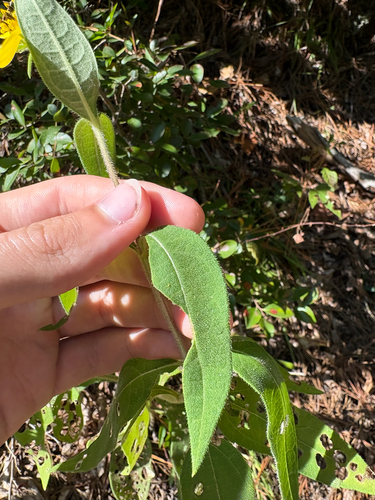 Helianthus resinosus, photograph 6