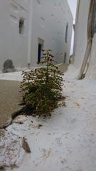 Scrophularia heterophylla