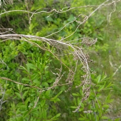 Solidago canadensis hargeri