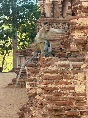 Toque Macaque
