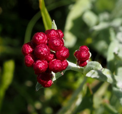 Helichrysum sanguineum