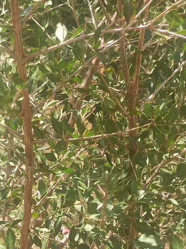 Lawsonia inermis observed 2026-09-05