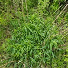 Solidago canadensis hargeri