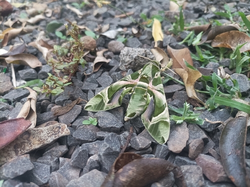 Oleander Hawkmoth
