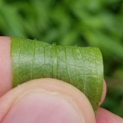 Solidago canadensis hargeri