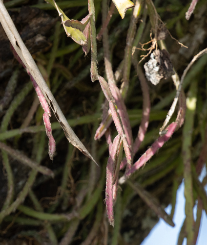 Lepismium cruciforme, photograph 3