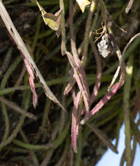 Lepismium cruciforme, photograph (c) avocat, some rights reserved (CC BY)