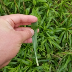 Solidago canadensis hargeri