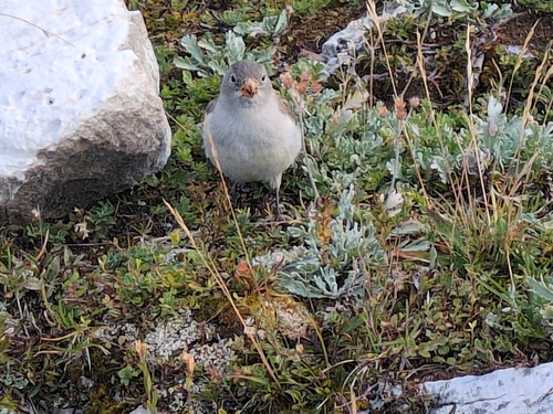 White-winged Snowfinch