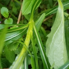 Solidago canadensis hargeri